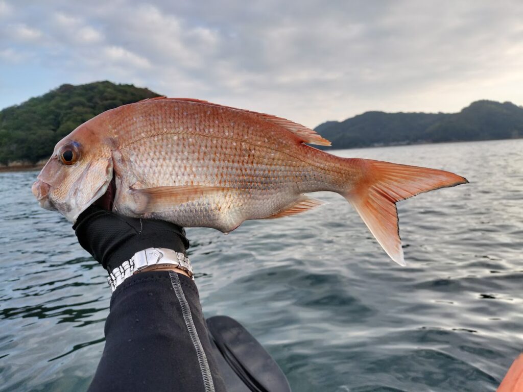 ジグで釣れたマダイ